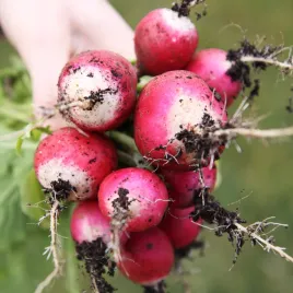 rzodkiewka-caro-wczesna-nasiona-bialo-czerwona-10g