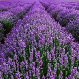 lawenda-lekarska-waskolistna-nasiona-ziol-mrozoodporna-pachnaca