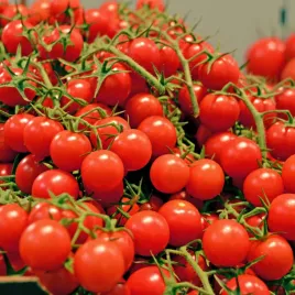 pomidor-bajaja-do-donicy-plenny-nasiona-03g