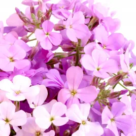 maciejka-fioletowa-nasiona-kwiatow-toraf-3g