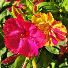 dziwaczek-wielobarwny-duze-kwiaty-nasiona-toraf-2g