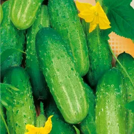 ogorek-polan-f1-gruntowy-s-wczesny-nasiona-5g