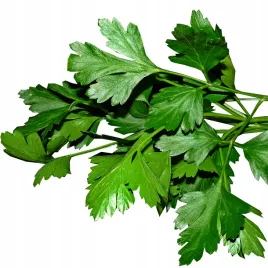 pietruszka-festival-68-lisciowa-nasiona-toraf-5g