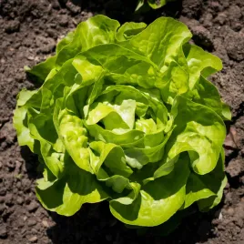 salata-maslowa-krolowa-majowych-wczesna-nasiona-2g