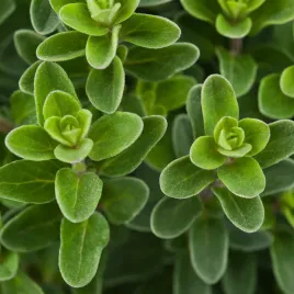 majeranek-ogrodowy-nasiona-ziola-przyprawa-aromatyczny