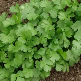 kolendra-siewna-nasiona-ziola-aromatyczna-toraf-2g