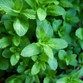 mieta-pieprzowa-nasiona-ziol-aromatyczna-01g