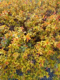 tawula-japonska-goldflame-doskonala-do-ogrodu