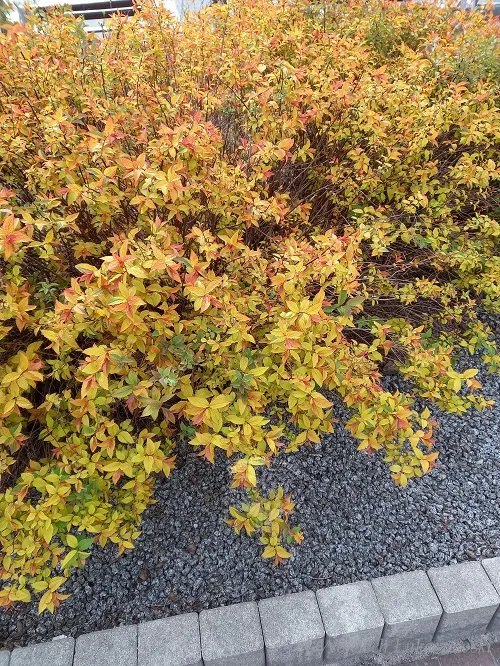 tawula-japonska-goldflame-doskonala-do-ogrodu-kolor-kwiatow-rozowe