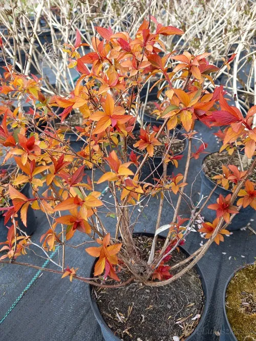 tawula-japonska-goldflame-doskonala-do-ogrodu