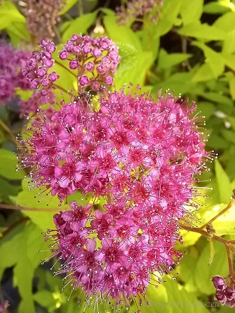 tawula-japonska-goldflame-doskonala-do-ogrodu-roslina-w-postaci-sadzonka-w-pojemniku-2-3l