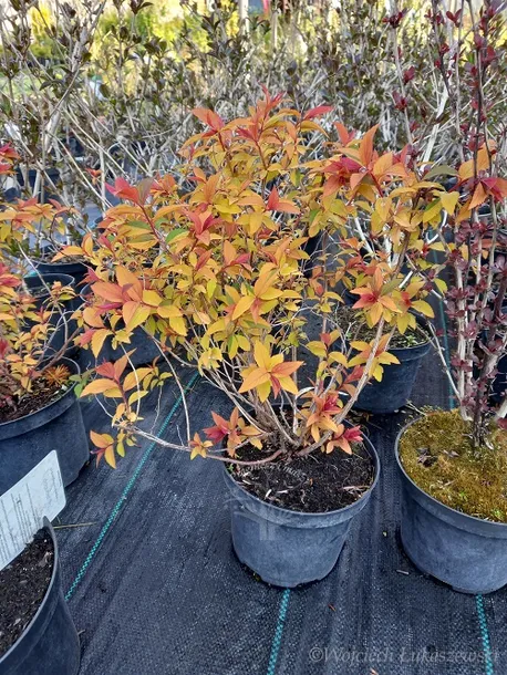 tawula-japonska-goldflame-doskonala-do-ogrodu-styl-ogrod-nowoczesny