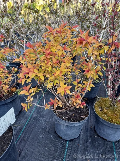 tawula-japonska-goldflame-doskonala-do-ogrodu