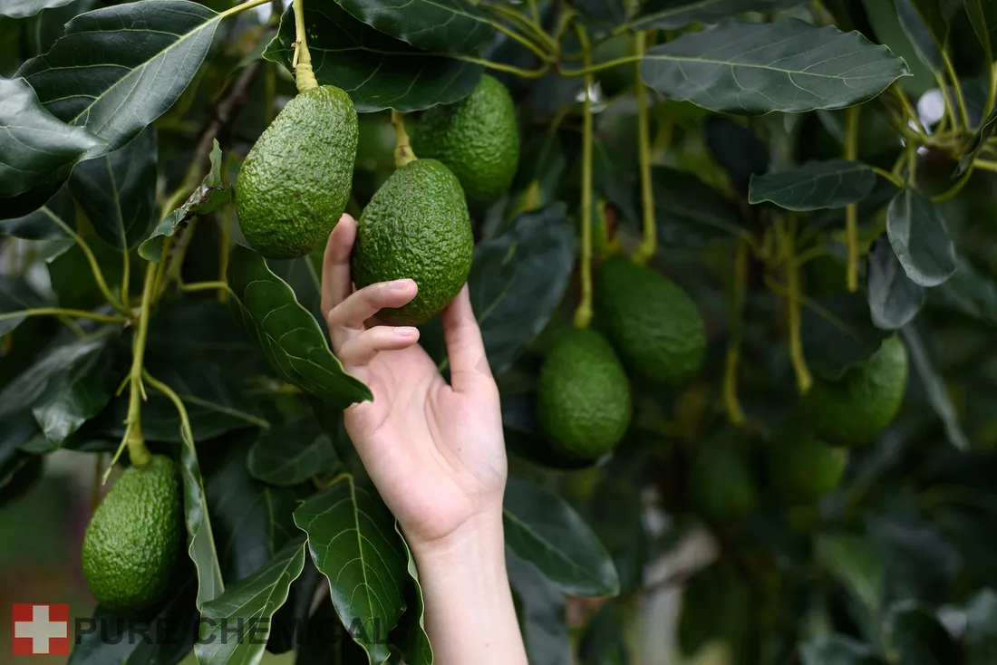 olej-z-awokado-nierafinowany-zimnotloczony-naturalny-05l-500ml