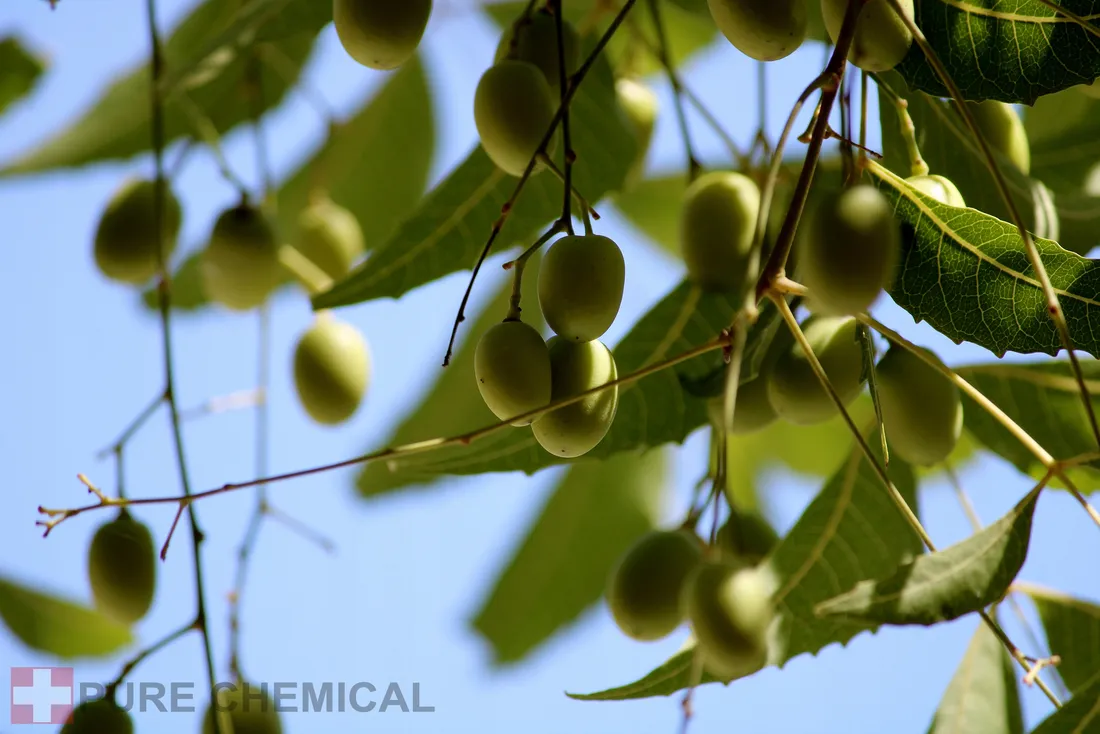 olejek-neem-nierafinowany-naturalny-tloczony-na-zimno-20l