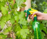 olejek-neem-nierafinowany-naturalny-tloczony-na-zimno-20l-zapach-naturalny