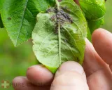 olejek-neem-nierafinowany-naturalny-tloczony-na-zimno-20l-stan-opakowania-oryginalne