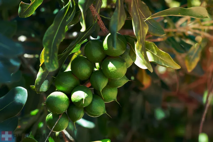 olej-makadamia-naturalny-olejek-z-orzechow-macadamia-dozownik-1l-marka-pure-chemical