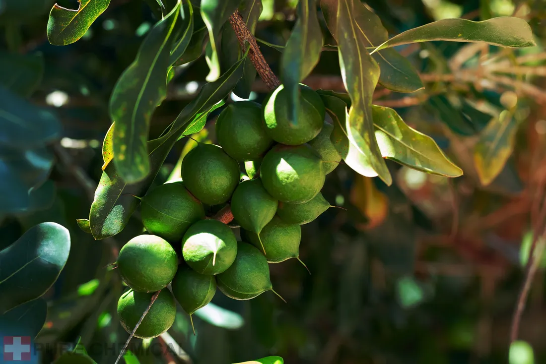olej-makadamia-naturalny-olejek-z-orzechow-macadamia-dozownik-1l