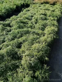 cyprysik-groszkowy-filifera-nana-na-skalniak