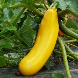 cukinia-goldena-zolta-nasiona-3g