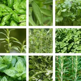 zestaw-ziol-srodziemnomorski-raj-9-odmian-nasiona