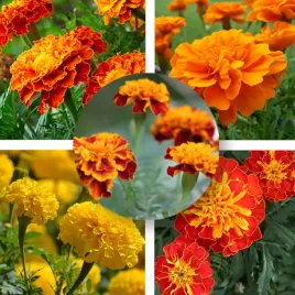 aksamitowy-raj-zestaw-5-odmian-nasiona-do-uprawy