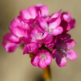 zawciag-nadmorski-rozowy-nasiona-015g