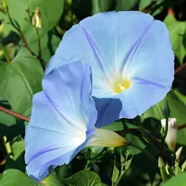 wilec-trojbarwny-heavenly-blue-niebieski-nasiona