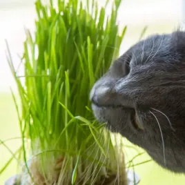 trawa-dla-kota-nasiona-30g