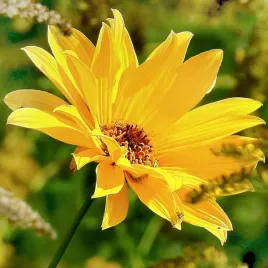 sloneczniczek-summer-sun-zlotozolte-05g-w-legu