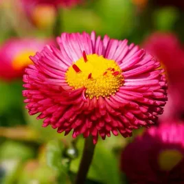 stokrotka-rozowa-pospolita-pomponette-0-1g