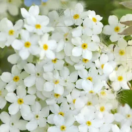 niezapominajka-alpejska-biala-nasiona-0-3g