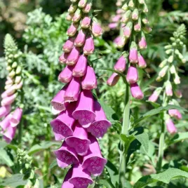 naparstnica-purpurowa-foxy-nasiona-0-5g