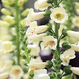 naparstnica-purpurowa-elsie-kelsey-nasiona-01g