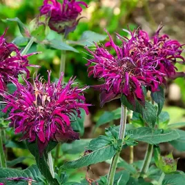 monarda-pysznoglowka-cytrynowa-nasiona-0-1g