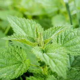 pokrzywa-zwyczajna-nasiona-01g