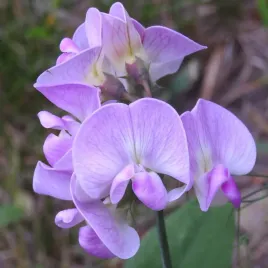 groszek-pachnacy-mieszanka-nasiona-5g