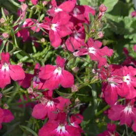 lobelia-zwisajaca-karminowo-czerwona-nasina-01g