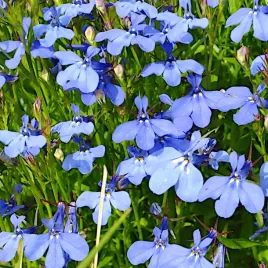 lobelia-zwisajaca-niebieska-przyladkowa-nasiona