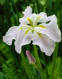 iris-ensata-gold-bound-piekny-niespotykany-irys