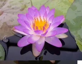 lilia-wodna-siam-purple-1-niebieska-zimujaca