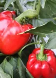 papryka-czerwona-slodka-iga
