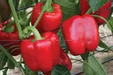 papryka-czerwona-slodka-iga