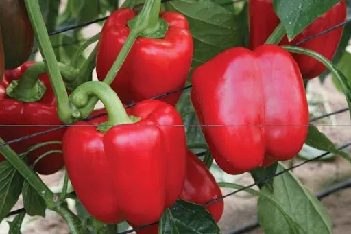 papryka-czerwona-slodka-iga