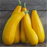 cukinia-zolta-2g-nasiona
