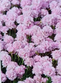 zawciag-nadmorski-glory-of-holland-na-skalniak