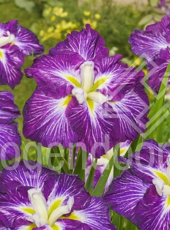 iris-ensata-dinner-plate-jell-o-irys-japonski