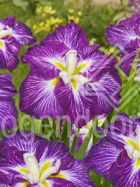 iris-ensata-dinner-plate-jell-o-irys-japonski-roslina-w-postaci-sadzonka-z-golym-korzeniem