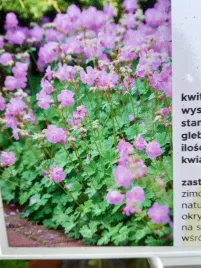 bodziszek-kantabryjski-karmina-odporny-na-susze